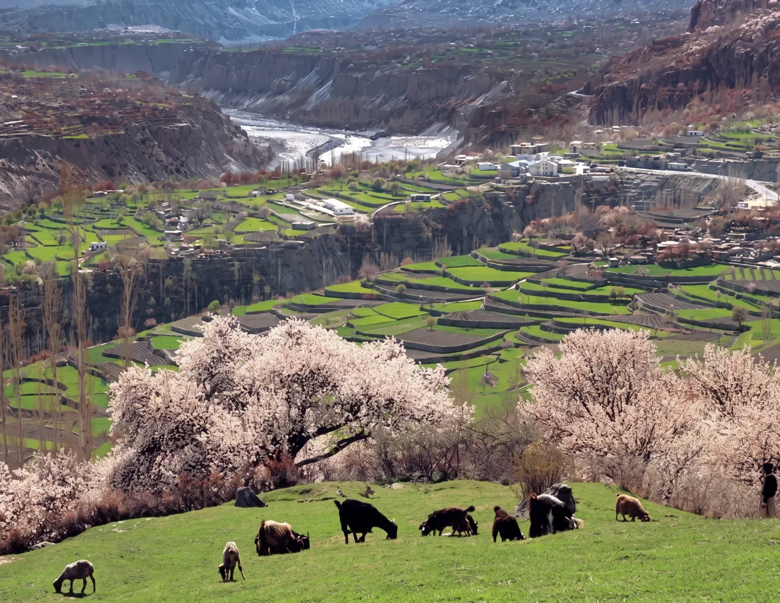 Blossom Tour Hunza Valley